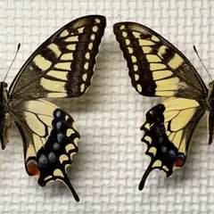 パルナシウスの王者 オートクラトールウスバシロチョウ ペア - メルカリ