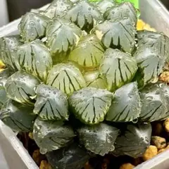 m*9様 OMオブツーサ錦　親株　超美株　ハオルチア　観葉植物　オークション　4