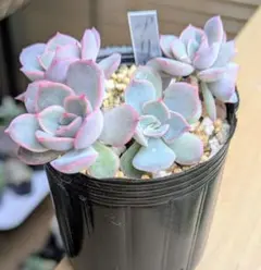 coconutpino様 リクエスト 2点 まとめ商品