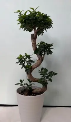 現品　ガジュマル　曲がり　33番　観葉植物　インテリアグリーン　希少 現品 ガジュマル 曲がり 33番 観葉植物 インテリアグリーン 希少