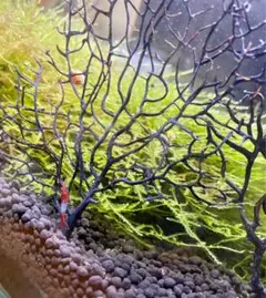 016☆流木みたいな珊瑚　ウミウチワ　中サイズ　ハンドメイドインテリア　水槽