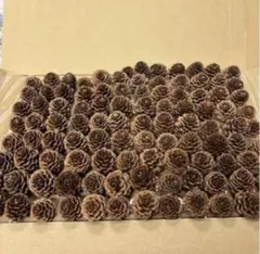 カラマツ松ぼっくり 100個