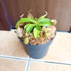 セファロタス ビッグボーイ(Big Boy)① 食虫植物 【匿名配送】 - メルカリ