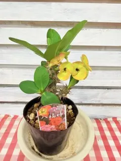 ハナキリン 八福神①ポット鉢土付き苗 お届け後このまま飾れます 現品