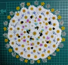 押し花花材　　ノースポールと小花