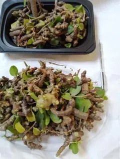 今！植えどきです。おかわかめ ムカ30グラムのサムネイル