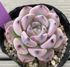 おらいさんミックスベリア 札セット 紅手鞠 札のみ ミックスベリア おらいさん苗 多肉植物 - メルカリ