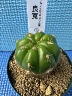 2025年最新】ギムノカリキウムの人気アイテム - メルカリ