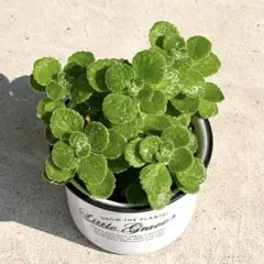 【そのまま飾れる♪】アロマティカス 5株 ポットごと 観葉植物 多肉ハーブのサムネイル