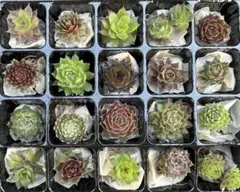 【センペルビウム】お名前付き20種セット③