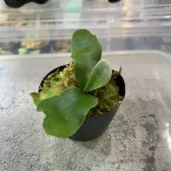 2026年最新】pedro tatsutaの人気アイテム - メルカリ