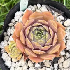 多肉植物センペルビウム プラムパフェ 7.5cmポット苗 - メルカリ