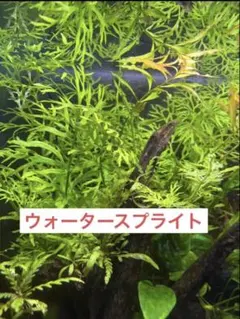 【大特価特割中】ウォータースプライト 5cm〜8cm前後 5本のサムネイル