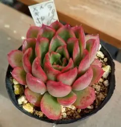 mog ·͜· ꕤ︎︎様 リクエスト 4点 まとめ商品