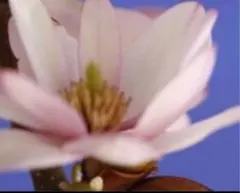 金寿モクレン マグノリア - メルカリ