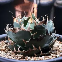 2025年最新】牛魔王 アガベの人気アイテム - メルカリ