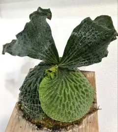 P. Madagascariense【大株】（TC）【26】 P. Madagascariense【大株】（TC）【26】 - メルカリ