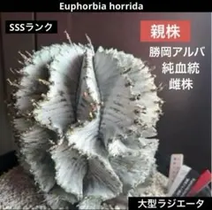 2026年最新】勝岡アルバの人気アイテム - メルカリ