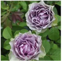 2026年最新】薔薇挿し木苗の人気アイテム - メルカリ