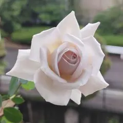 kobatakasoccerkozo様 リクエスト 3点 まとめ商品