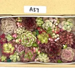 エケベリア 多肉植物 寄せ植えセット A57 カット苗 セダム 韓国苗 多肉弁当
