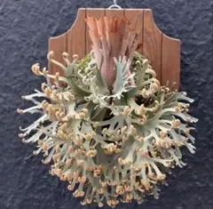 P.willinckii Frosty Maiden Spore 201 - メルカリ