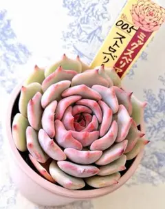 百合牡丹 札付きポットごとメルカリ便おらいさん苗ミックスベリア