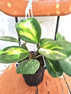 一点限定】ホヤ オボバタ 斑入り ハンギング 観葉植物 calm cafe 希少