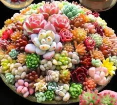 早い者勝ち　No1多肉カット苗盛り合わせ　可愛い飾り物付き　寄せ植えに　セール中