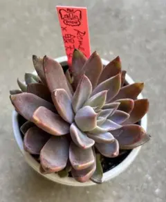 2026年最新】ルイパパさん苗の人気アイテム - メルカリ