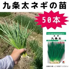 2026年最新】長ネギ苗の人気アイテム - メルカリ