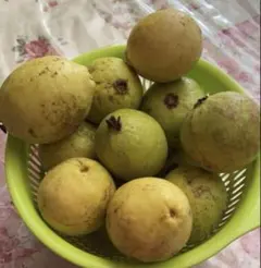 2026年最新】グアバの人気アイテム - メルカリ