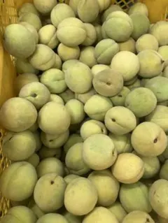 55.特売季節限定福島県産熟れ黄色若桃摘果桃硬桃加工用箱込み20kg常温発送のサムネイル