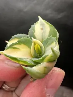 skate90's様 リクエスト 2点 まとめ商品