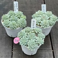 クランベリー 多肉植物 23416_2.jpg