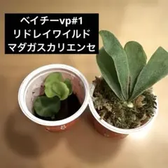 【速達込み】ベイチーvp#1 リドレイワイルド　マダガスカリエンセのサムネイル
