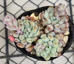多肉植物　オリジナルアモエナ　カット3苗　エケベリア