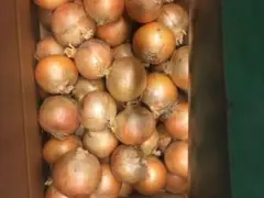 コスモス様専用！