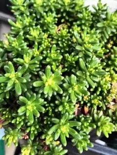 セダム ダズルベリー カット苗 - メルカリ