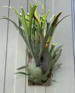 2026年最新】ビカクシダ レモイネイの人気アイテム - メルカリ