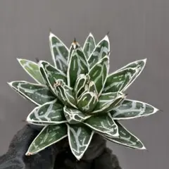 アガベ　氷山　大株❗ 2025年最新】アガベ 氷山の人気アイテム - メルカリ