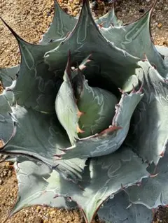 2026年最新】アガベ パラサナ グローブの人気アイテム - メルカリ