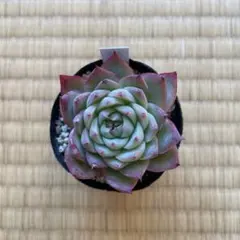 yumitan14様 リクエスト 8点 まとめ商品