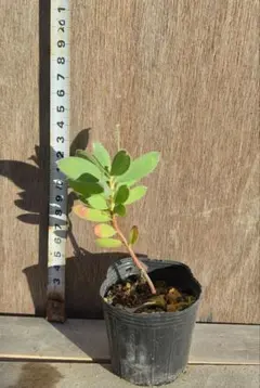 まー様 リクエスト 3点 まとめ商品