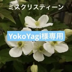 C＊Yoko Yagi様 リクエスト 2点 まとめ商品