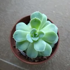 ꕤ︎︎グリーンローズꕤ︎︎ 多肉植物 セダム カット苗 ミニサイズ