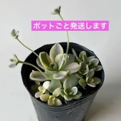 2026年最新】子持ち蓮華鏡花の人気アイテム - メルカリ