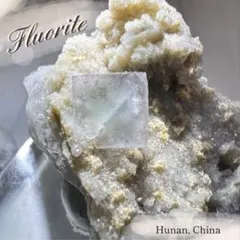 希少】アメリカ ワイオミング州 絶滅古代魚の良質化石 ⑮ 2個セット