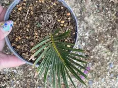 ねむのき様 リクエスト 2点 まとめ商品