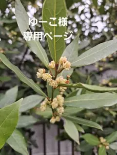 ゆーこ様専用ページ　月桂樹